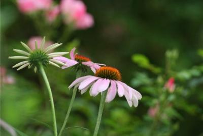 Echinacea purpurea