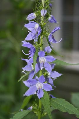 Campanula americana