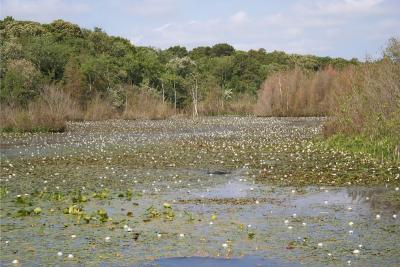 Waterlilies