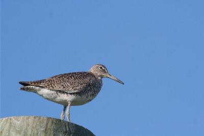 Willet