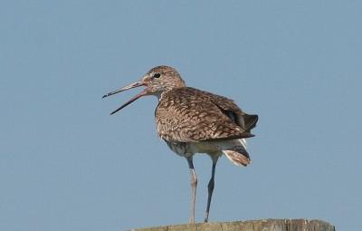 Willet