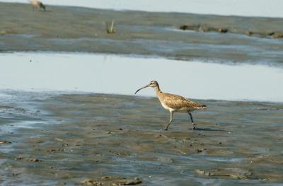 Whimbrel