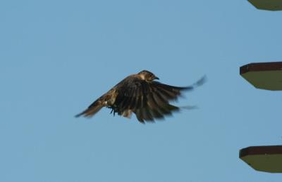 v3/31/565431/3/46655919.flyingmartinpb.jpg