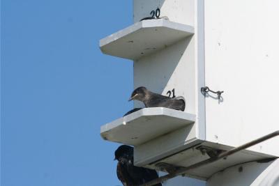 And more Purple Martins