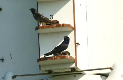 And more Purple Martins