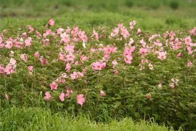 Hibiscus moscheutos (palustris)