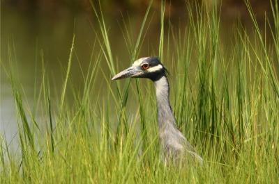 Yellow Crowned Night Heron