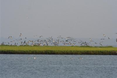 More Black Skimmers