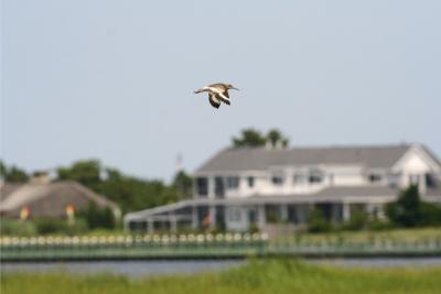 Willet in flight