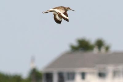 Willet in flight (cropped)