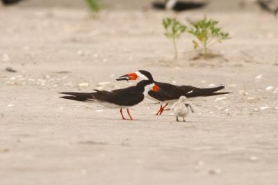 Black Skimmers with chick