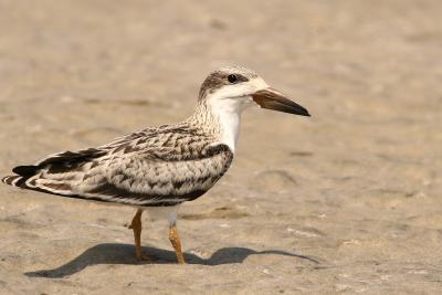 Juvenile Skimmer