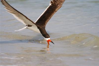 Black Skimmer