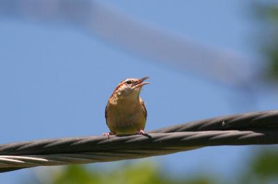 Carolina Wren