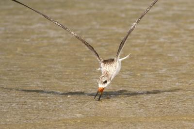 Immature Black Skimmer learning to skim.