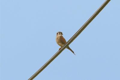 American Kestrel