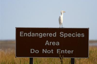 Cattle Egret, standing guard!