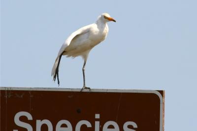 Cattle Egret stretching!