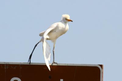 Cattle Egret, nice feathers!