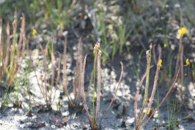 Thread-leaf Sundew