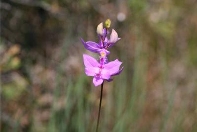 Grass Pink Orchid