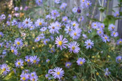 Late Purple Aster