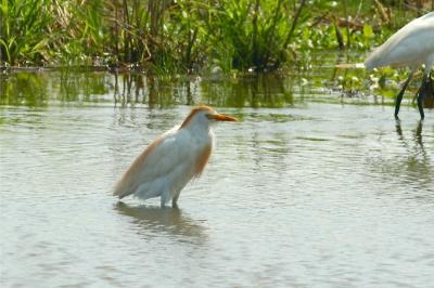 Cattle Egret, in breeding plumage