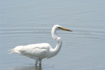 Great Egret