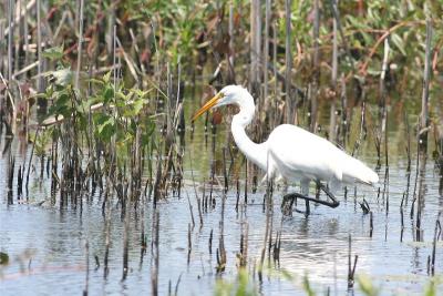 Great Egret