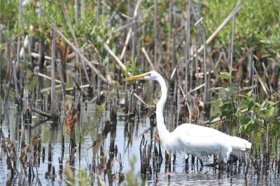 Great Egret