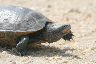 Diamondback Terrapin