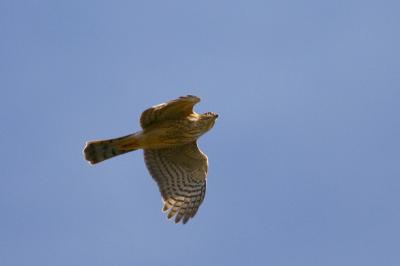 Cooper's Hawk