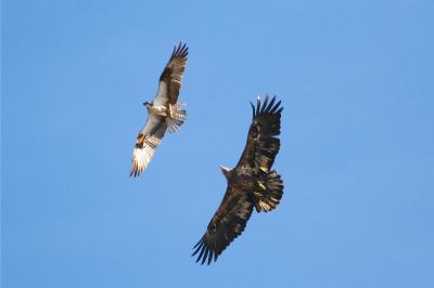 Bald Eagle/Osprey