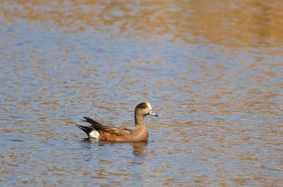 American Wigeon