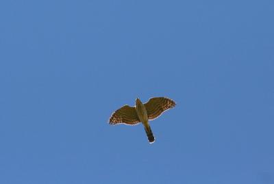 Cooper's Hawk