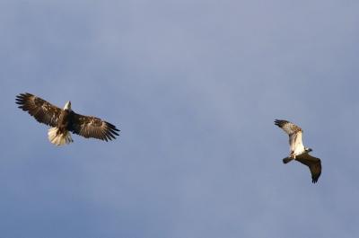 Nearly adult Bald Eagle trying to steal Osprey's fish