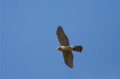 Cooper's Hawk