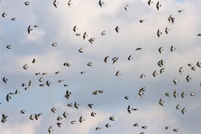 Tree Swallows