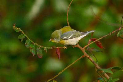 Northern Parula