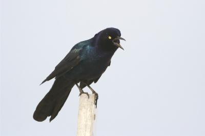 Boat-tailed Grackle