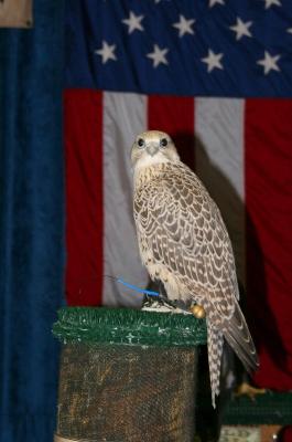 Gyrfalcon!!!