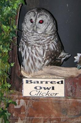 Barred Owl