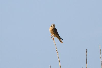 American Kestrel