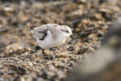 Sanderling