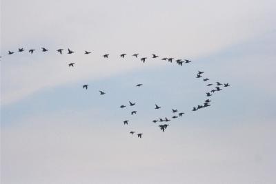 Scoters!