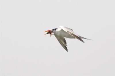 Royal Tern with fish