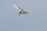 Forsters Tern.