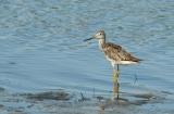 Greater Yellowlegs