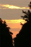 Pine Barrens at dusk