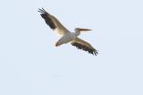 American White Pelican